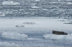 Greenland, Prince Christian Sound (aka Prins Christian Sund). Lone bearded seal on iceberg (wild