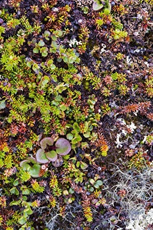 Greenland. Qeqertaq. Dwarf birch, lichen, and large flowered wintergreen