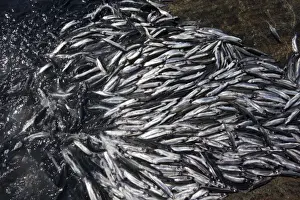 Day Light Prints: Greenland, Shoals of spawning Capelin (Mallotus villosus) beach themselves on rocky