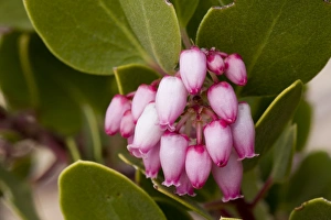 Greenleaf manzanita, Arctostaphylos patula, Wildflower, Zion National Park, Utah, USA