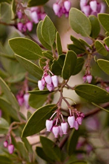 Greenleaf manzanita, Arctostaphylos patula, Wildflower, Zion National Park, Utah, USA
