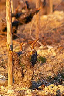 A grenache vine at Chateau Saint Cosme in Gigondas, Vaucluse, Rhone, Provence, France