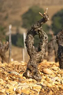 Rhone Prints: A grenache vine and pebbly rocky galet soil at Chateau des Fines Roches in Chateauneuf-du-Pape