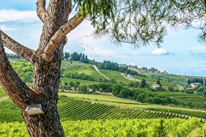 Tuscany Prints: Greve in Chianti, Tuscany, Italy
