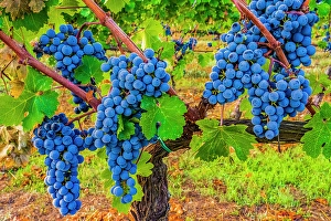 Cluster Prints: Greve in Chianti, Tuscany, Italy