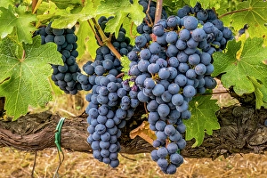 Cluster Prints: Greve in Chianti, Tuscany, Italy