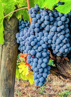 Cluster Prints: Greve in Chianti, Tuscany, Italy