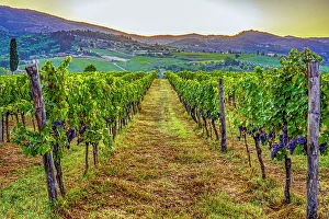 Growing Prints: Greve in Chianti, Tuscany, Italy