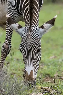 Images Dated 4th December 2009: Grevys Zebra (Equus grevyi), Samburu National Park, Kenya