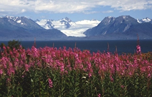 Homer Prints: Grewingk Glacier, Katchemak Bay, Homer, AK