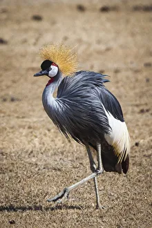 A grey crown crane is seen in Ngorongoro Crater, Tanzania