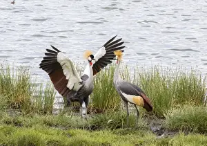 Wading Bird Prints: Grey-crowned cranes (Balearica regulorum) courtship display on the shore of a lake