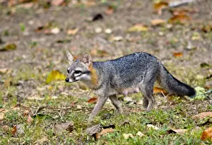 Images Dated 20th April 2011: Grey fox (Urocyon cinereoargenteus) nursing mother stalks the landscape for food opportunities