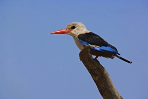 Images Dated 15th July 2005: Grey-headed Kingfisher, Halcyon leucocephala, Samburu Game Reserve, Kenya