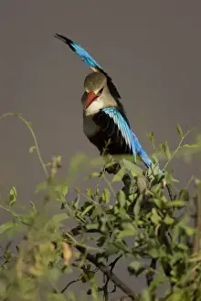 Images Dated 15th February 2005: Grey-headed Kingfisher, Halcyon leucocephala in a courtship display