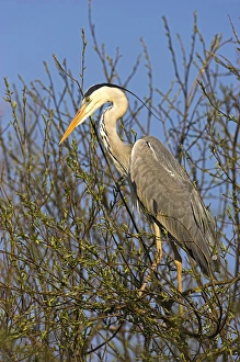 Images Dated 30th November 2012: Grey Heron (Ardea cinera) in the Danube Delta, standing on willow tree in colony