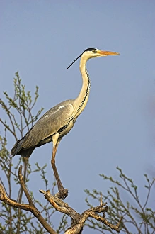 Awake Prints: Grey Heron (Ardea cinera) in the Danube Delta, standing on willow tree in colony