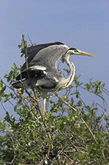 Images Dated 20th May 2006: Grey Heron (Ardea cinera) in the Danube Delta, standing on willow tree in colony
