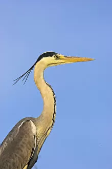 Images Dated 15th May 2006: Grey Heron (Ardea cinera) in the Danube Delta, portait..Europe, Eastern Europe, Romania