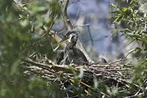 Images Dated 17th May 2006: Grey Heron (Ardea cinera) in the Danube Delta, chick in nest Europe, Eastern Europe