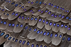 Spots Prints: Grey Peacock Tail Feathers