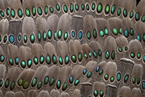 grey peacock tail feathers