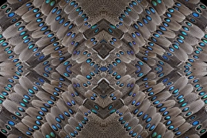 Grey Peacock Tail Feathers design