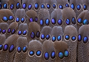 Spots Prints: Grey Peacock tail feathers fanned out with duo spots each