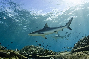 Diver Prints: Grey Reef Shark (Carcharhinus amblyrhynchos), In shallow water on coral reef, Benga Lagoon