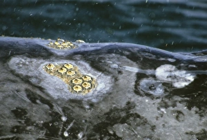 Grey Whale (Eschrichtius robustus) Barnacles on head, San Ignacio Lagoon, Baja California, Mexico