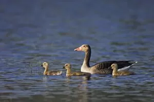 Images Dated 19th April 2007: Greylag Goose, Anser anser, adult with young, National Park Lake Neusiedl, Burgenland