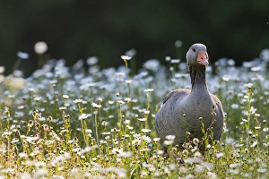 Images Dated 18th May 2015: Greylag goose (Anser anser). Europe, central europe, germany, bavaria, munich, May