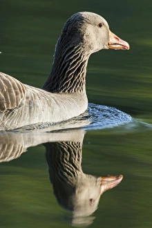 Images Dated 18th May 2015: Greylag goose (Anser anser). Europe, central europe, germany, bavaria, munich, May