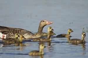 Greylag Goose, Anser anser, National Park Lake Neusiedl, Burgenland, Austria, April