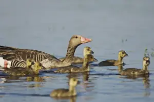 Neusiedler See Prints: Greylag Goose, Anser anser, National Park Lake Neusiedl, Burgenland, Austria, April