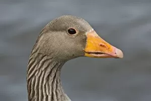 Images Dated 14th June 2007: Greylag goose at a pond in Reykjavik, Iceland