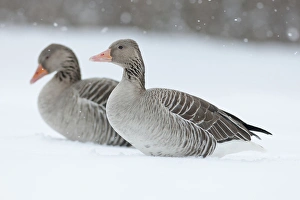 Images Dated 14th February 2012: Greyleg Goose (Anser anser) during winter, snowfall and in deep snow, Germany
