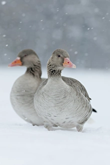 Domesticated Prints: Greyleg Goose (Anser anser) during winter, snowfall and in deep snow, Germany