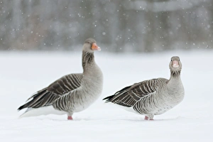 Greyleg Goose (Anser anser) during winter, snowfall and in deep snow, Germany