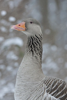 Images Dated 14th February 2012: Greyleg Goose (Anser anser) during winter, snowfall and in deep snow, Germany