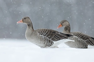 Images Dated 14th February 2012: Greyleg Goose (Anser anser) during winter, snowfall and in deep snow, Germany