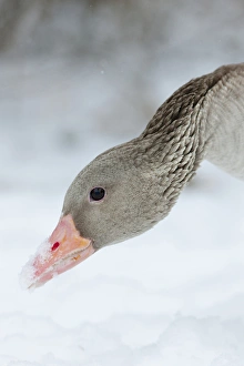 Greyleg Goose (Anser anser) during winter, snowfall and in deep snow, Germany