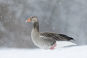 Images Dated 14th February 2012: Greyleg Goose (Anser anser) during winter, snowfall and in deep snow, Germany