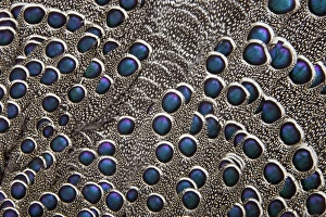 Natural Pattern Prints: Greys Peacock Pheasant blue spotted feathers