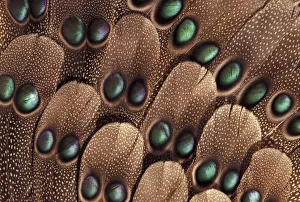 Greys peacock tail feather design