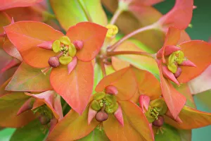 Griffiths spurge flowers close-up