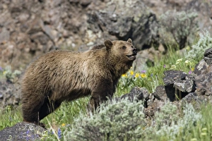 Images Dated 25th June 2007: Grizzly Bear