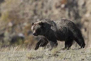 Grizzly Prints: Grizzly Bear