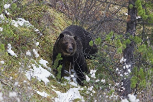 Images Dated 8th October 2012: Grizzly Bear, Autumn Snow