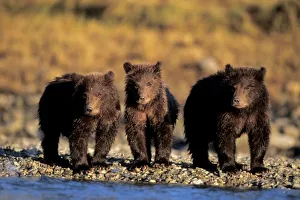 Images Dated 7th November 2011: Grizzly bear, brown